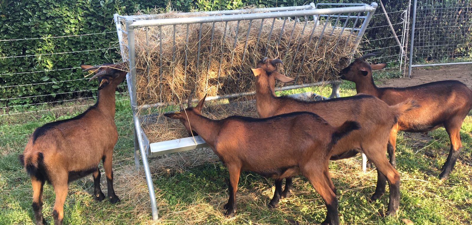 Mangiatoia In Legno Per Capre Mangiatoie e Autocatture | Attrezzature Ovini e Caprini