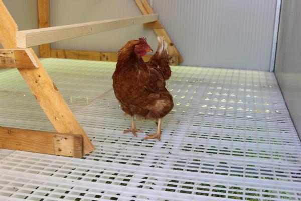 Posatoio Per Uccelli In Plastica - 22 Cm Colore 2GR, Perfetto Per Voliere E Gabbie - Foto 3